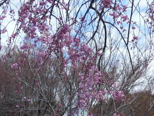 しだれ桜が咲いています。
