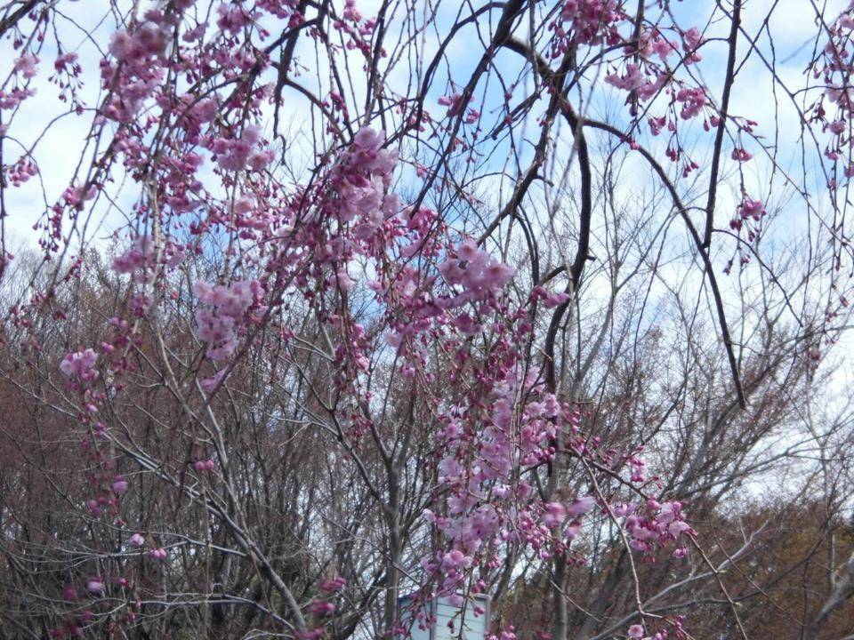 しだれ桜が咲いています。の写真