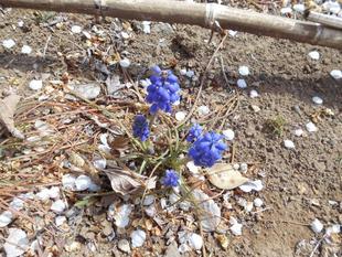 ムスカリの花が咲いています。