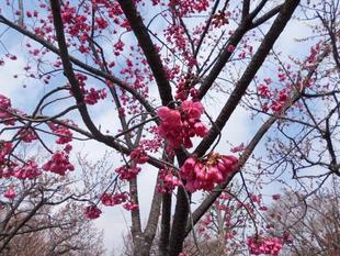 寒緋桜が満開です。