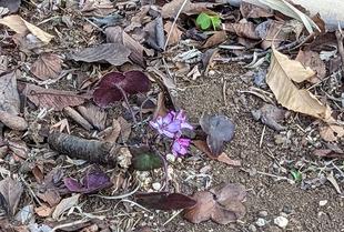雪割草が咲いています