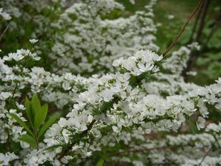 ユキヤナギ（雪柳）