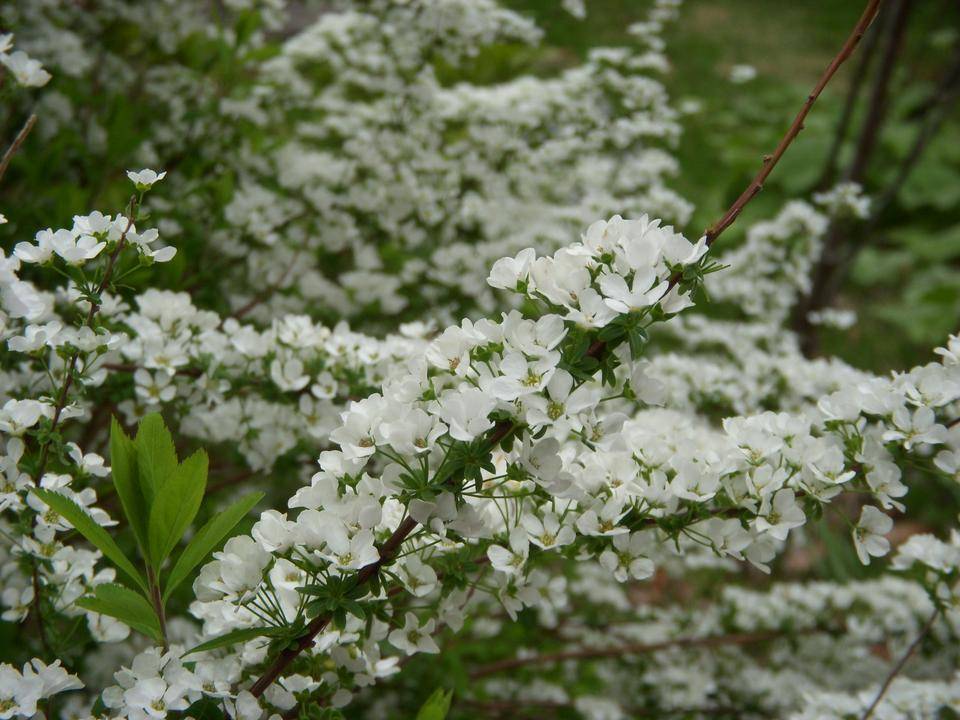 ユキヤナギ（雪柳）の写真