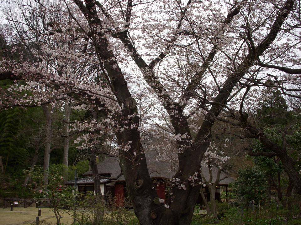馬場花木園桜開花情報【2022年3月26日】の写真