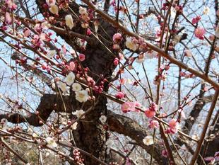 紅白の梅が咲いています！