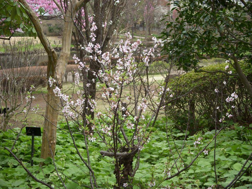 ユスラウメ 山桜桃梅 Qr花木図鑑 馬場花木園公式サイト 公益財団法人 横浜市緑の協会
