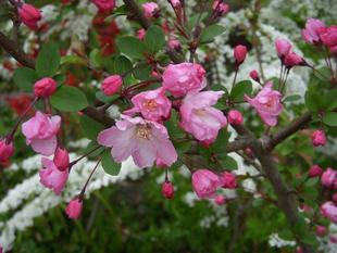 ハナカイドウ（花海棠）