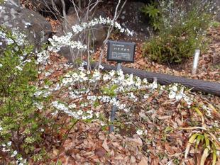 雪柳が咲いています。