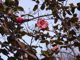 絞りツバキが咲いています。