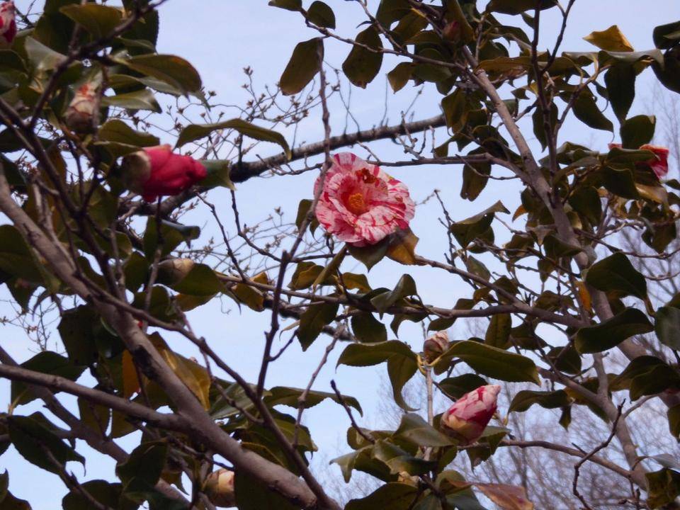 絞りツバキが咲いています。の写真