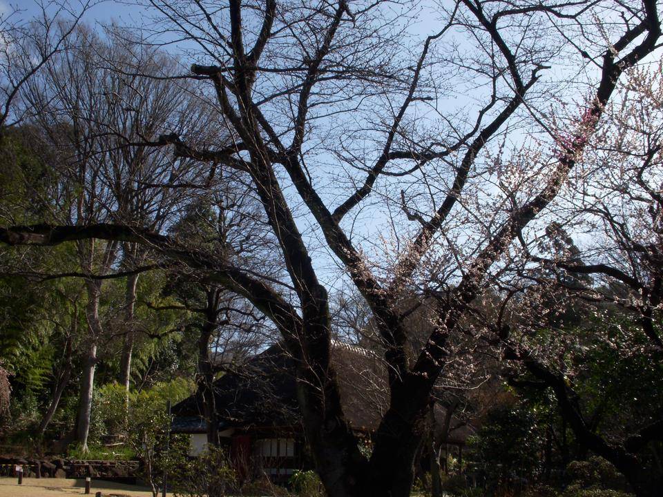 馬場花木園桜開花情報【2022年3月14日】の写真
