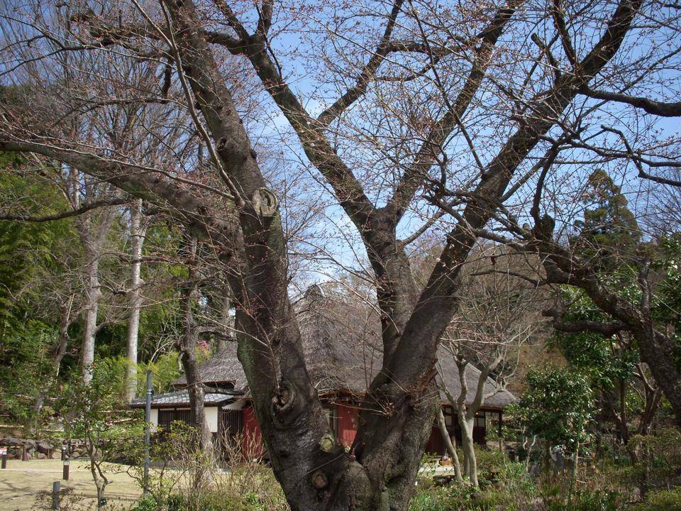 馬場花木園桜開花情報【2022年3月19日】の写真