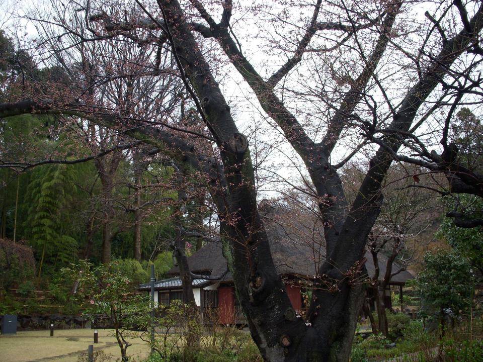 馬場花木園桜開花情報【2022年3月22日】の写真