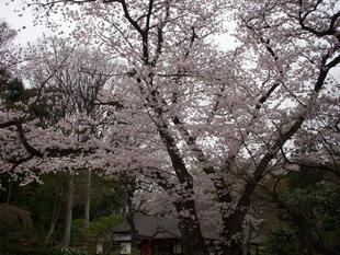 馬場花木園桜開花情報【2022年3月29日】