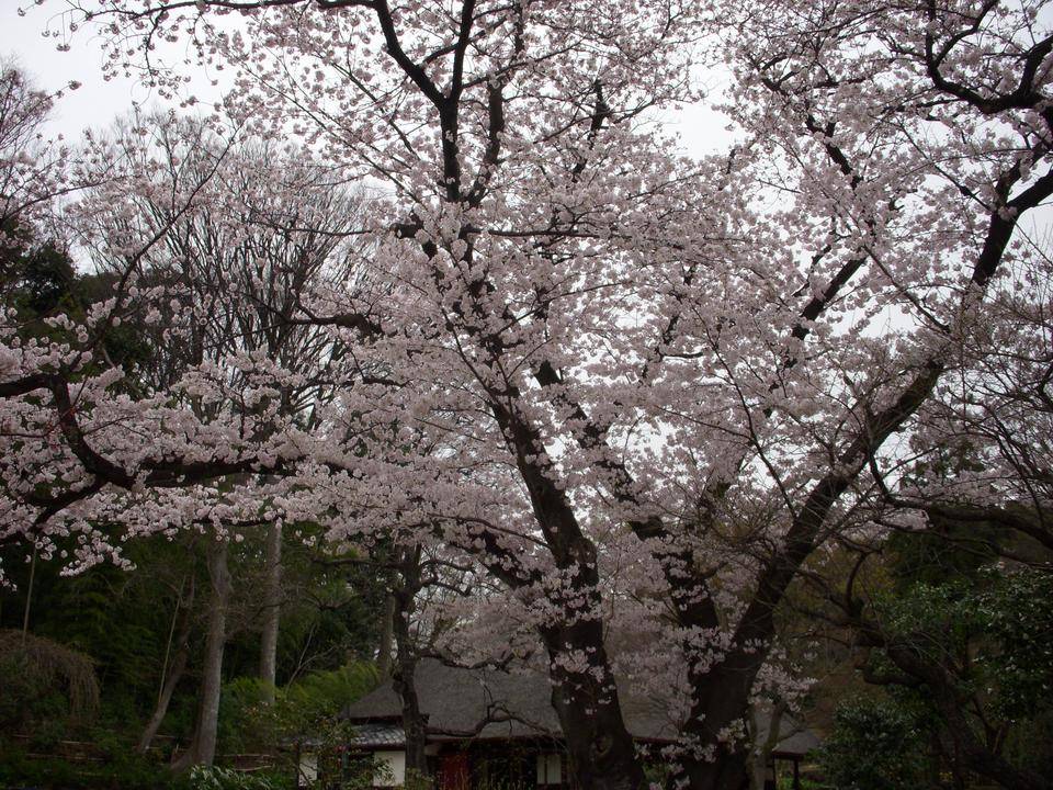 馬場花木園桜開花情報【2022年3月29日】の写真
