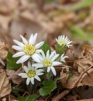 センボンヤリが咲いています。