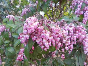 アセビが咲いています。