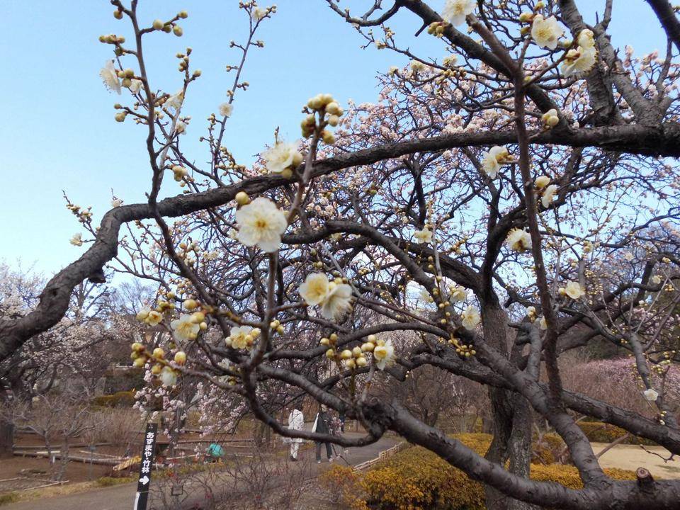 梅の桃源郷です!の写真