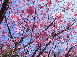 河津桜が満開です！