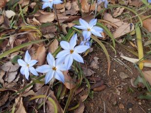 ハナニラが咲いています。