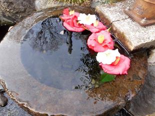 ツバキのアートを発見！