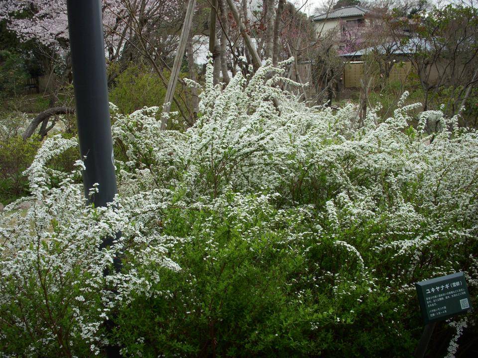 Flowers, Pine and Bamboo – Works – Asian Art Museum