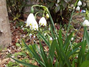 スズランスイセンが咲いています。