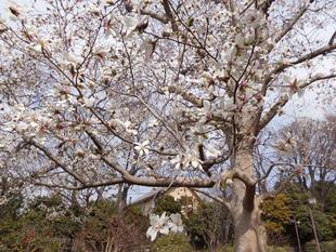 コブシの花が咲いています。