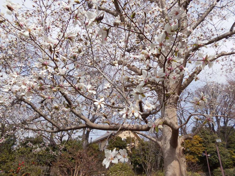 コブシの花が咲いています。の写真