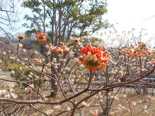 ミツマタが咲いています。