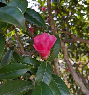 ワビスケが咲いています。