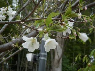 ヤマザクラ（山桜）