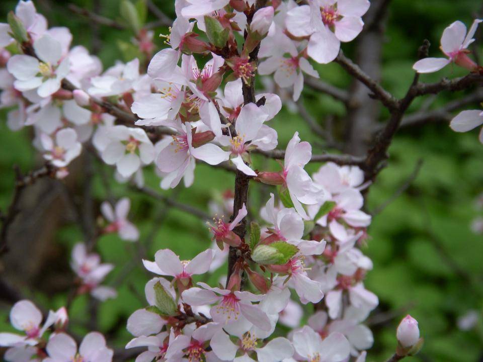 ユスラウメ（山桜桃梅）の写真