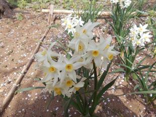 水仙が咲いています。