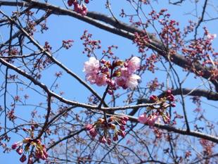横浜ヒザクラが咲いています。