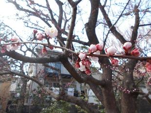 アンズの花が咲いています。