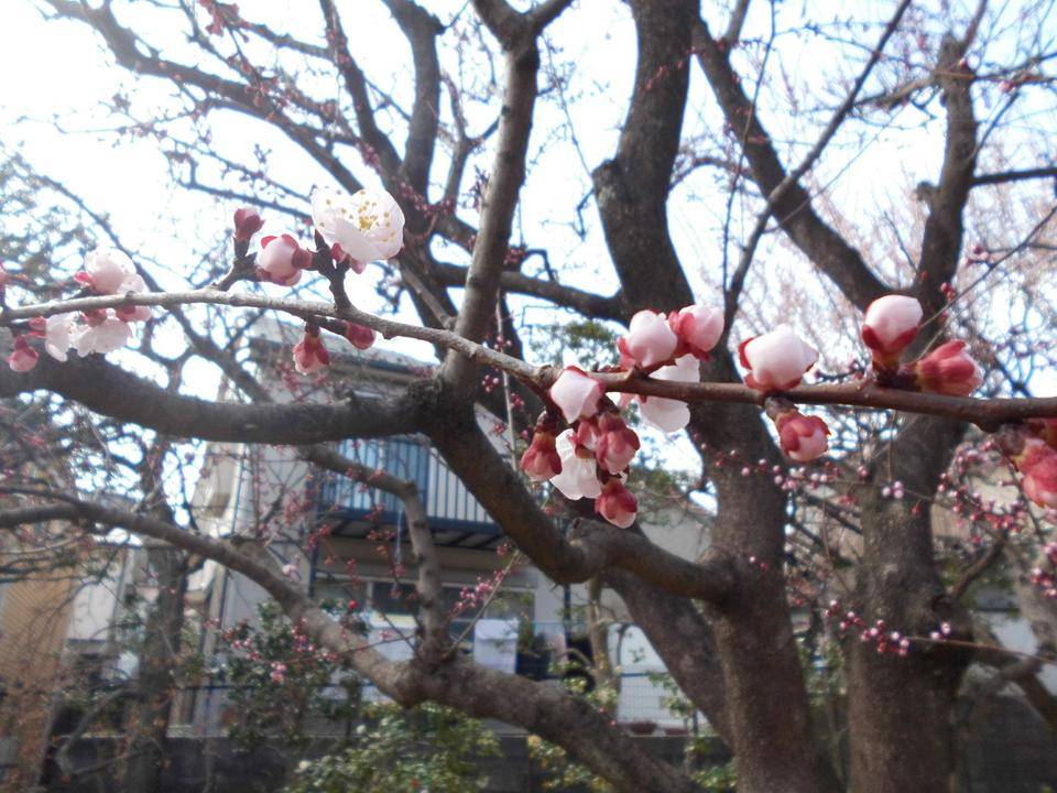 アンズの花が咲いています。の写真