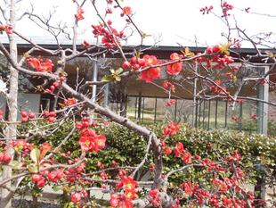 ボケの花が満開です。