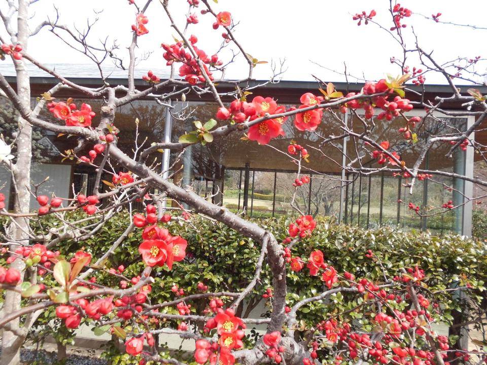 ボケの花が満開です。の写真