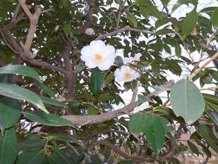 ヤブ椿が咲いています。