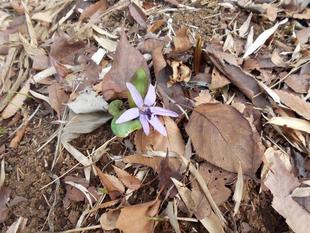 カタクリが咲いています。