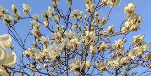 ハクモクレンが咲いています。