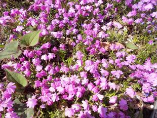 芝桜が咲いています。