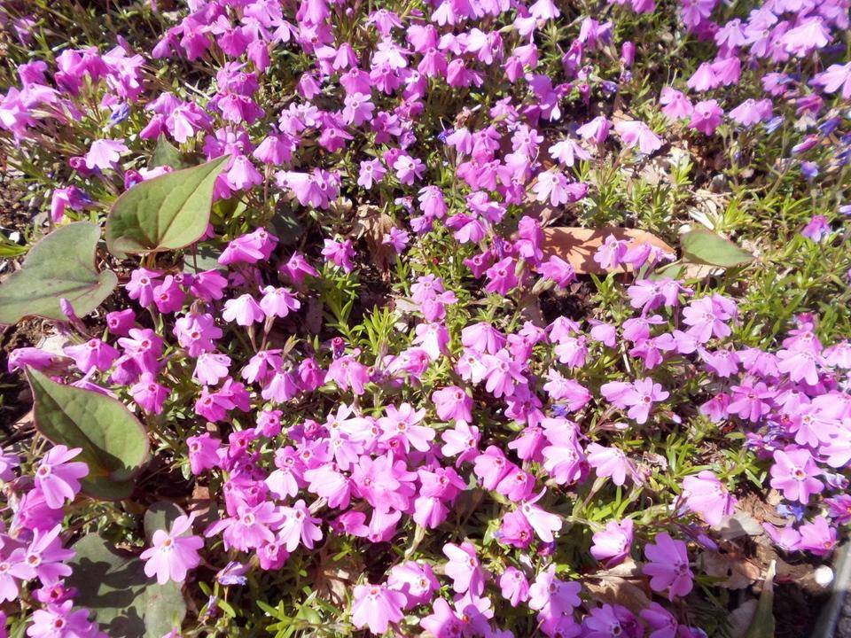 芝桜が咲いています。の写真