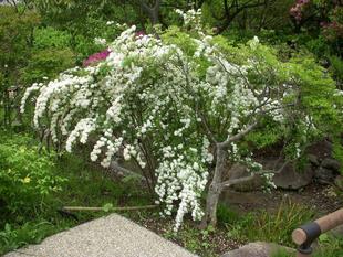 コデマリ（小手毬）