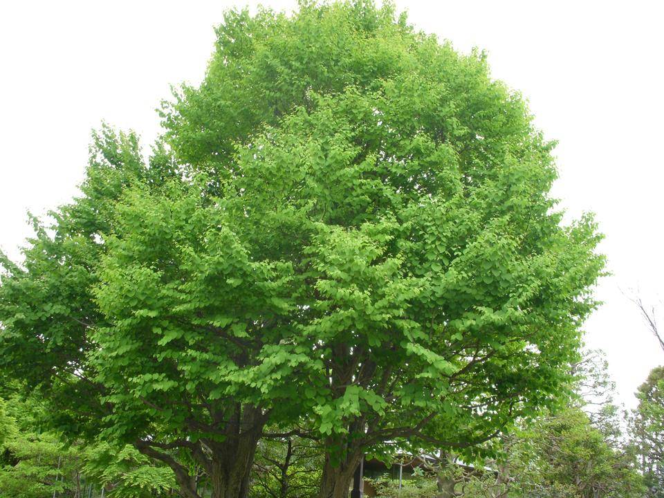 桂（カツラ）　【品番3382】〈植木/庭木〉 桂（カツラ） 【品番3382】〈植木/庭木〉