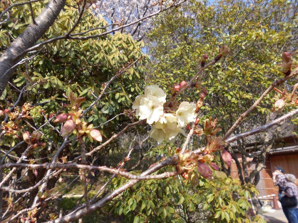 ウコンザクラが咲き始めました。の写真