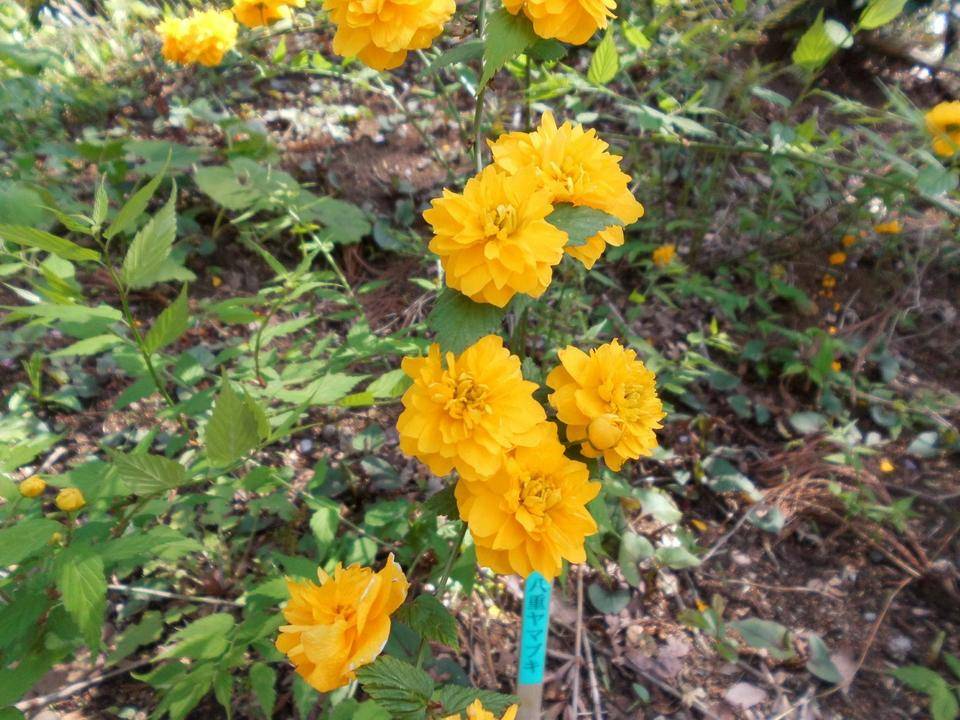 八重のヤマブキが咲いています。の写真
