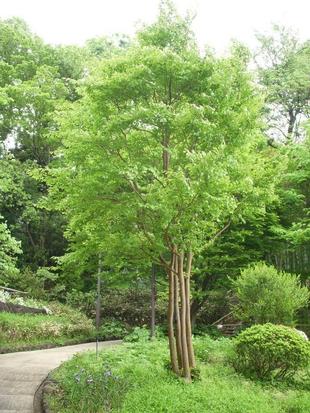 ヒメシャラ（姫沙羅）