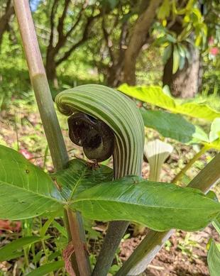 ムサシアブミが咲いています。